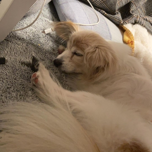 我が家で飼っているワンコ
