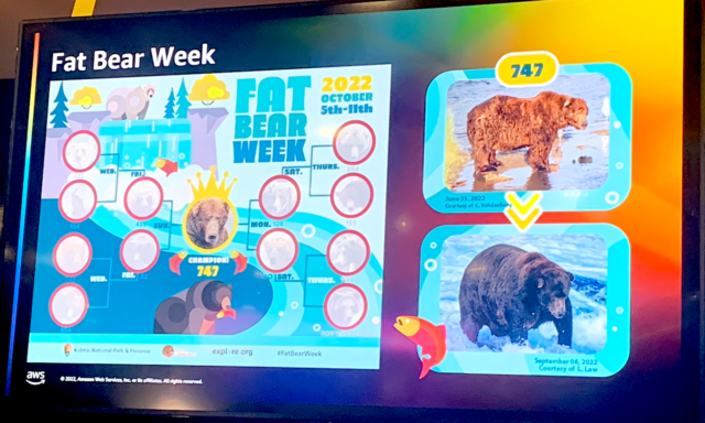 Fat-bear-week